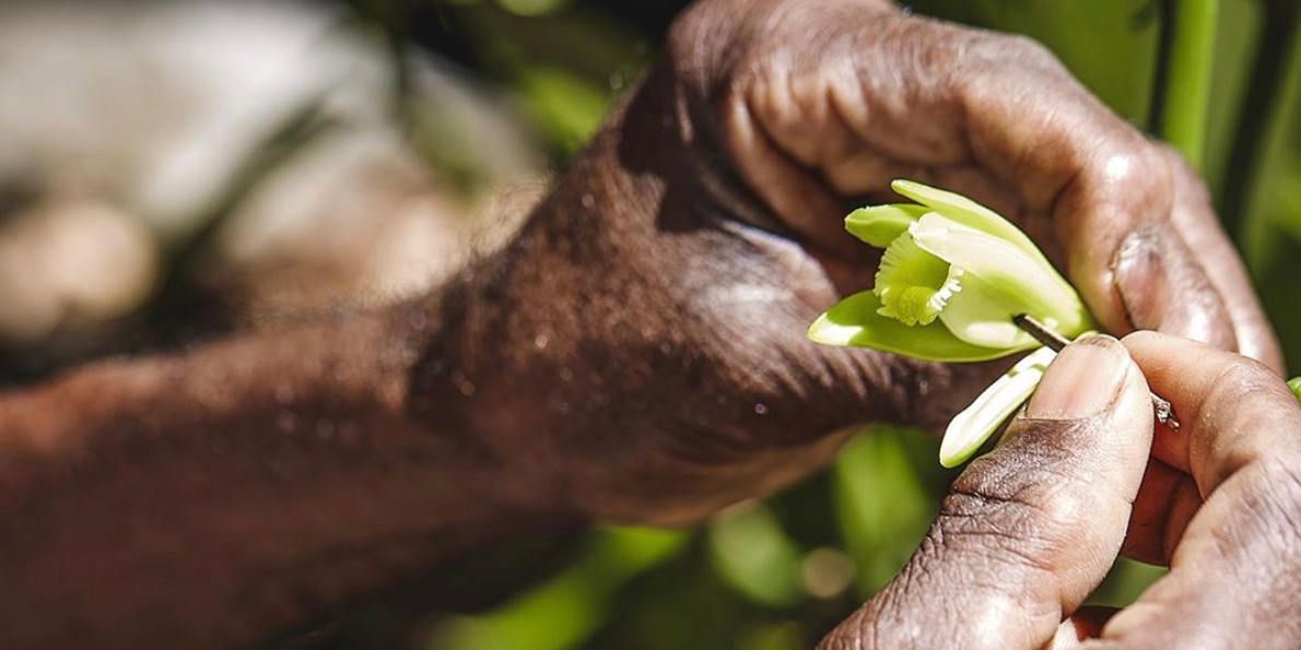 Vorsichtiges Betäuben der Vanille-Blüte Vorsichtiges Betäuben der Vanille-Blüte