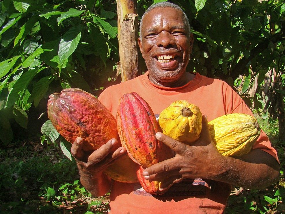 Öko Caribe - Dominikanische Republik - Bio Kakaobohnen Öko Caribe - Dominikanische Republik - Bio Kakaobohnen