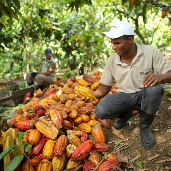 Auf der Plantage bei M. Libanao in Brasilien.