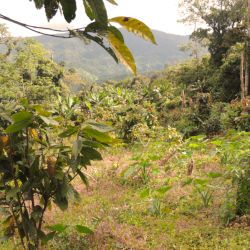 Los Laureles Plantage, Venezuela