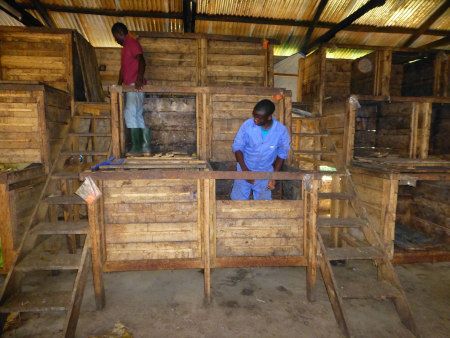 Fermentation bei Kokoa Kamili.