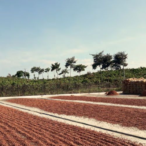 Kakaotrocknung - Hacienda Victoria Estate in Ecuador
