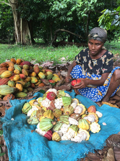 Kakaoernte bei Chocolat Madagascar in Madagaskar.