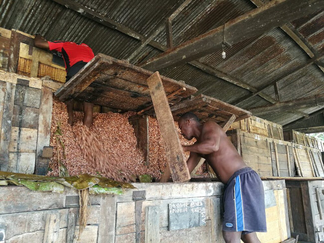 Kisten-Fermentation bei Chocolat Madagascar Kisten-Fermentation bei Chocolat Madagascar