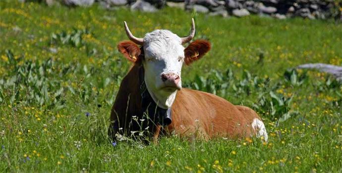Heumilch aus der UNESCO Biosphäre Entlebuch