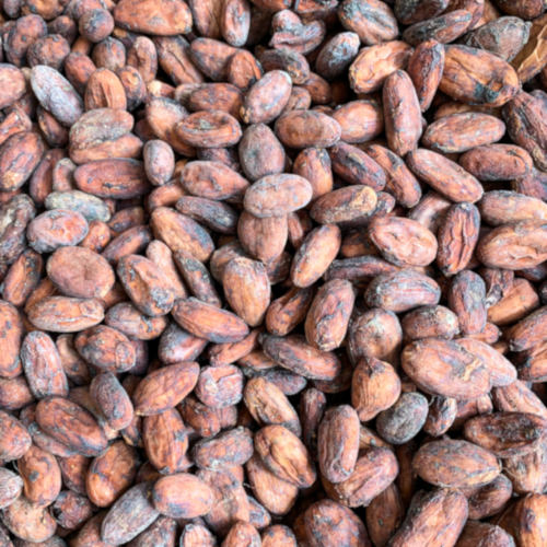 West Sumba - Gaura - Cocoa of Excellence - Kakaobohnen aus Indonesien